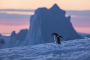 _m4_9523-antarktyda-pingwin-gora-lodowa