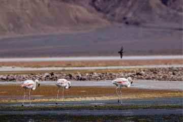 Laguna-Carachi-Pampa-_R5_4474-Enhanced-NR