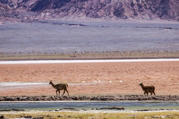 Laguna-Carachi-Pampa-_R5_4741