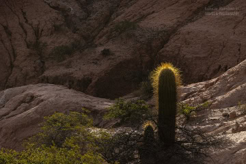 kaktusy-argentyna_6C_4995