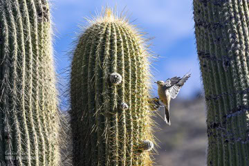 kaktusy-argentyna_6C_5239