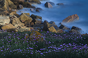 _MG_8068 _MG_8068