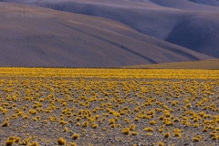 Chile Atacama (nowe)