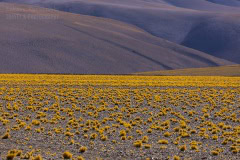 Chile Atacama