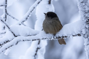 finlandia-ptaki-_6C_2615