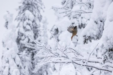 finlandia-ptaki-_6C_2662