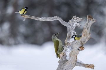 finlandia-ptaki-_R5_2396