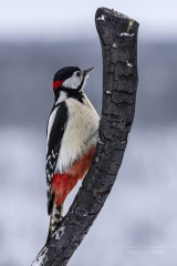 finlandia-ptaki-_R5_2476