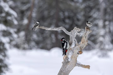 finlandia-ptaki-_R5_2485