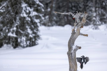 finlandia-ptaki-_R5_2547