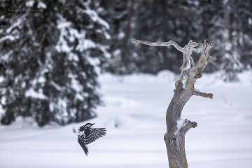 finlandia-ptaki-_R5_2561