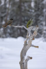 finlandia-ptaki-_R5_2600