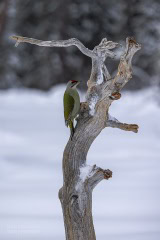 finlandia-ptaki-_R5_2640