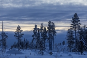 _m4_8657-finlandia-kuusamo _m4_8657-finlandia-kuusamo