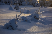 _m4_8787-finlandia-kuusamo _m4_8787-finlandia-kuusamo
