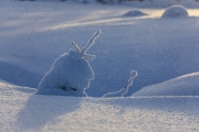 _m4_8794-finlandia-kuusamo _m4_8794-finlandia-kuusamo
