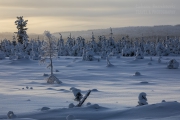 _m4_8809-finlandia-kuusamo _m4_8809-finlandia-kuusamo