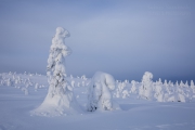 _m4_8853-finlandia-kuusamo _m4_8853-finlandia-kuusamo