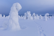 _m4_8878-finlandia-kuusamo _m4_8878-finlandia-kuusamo
