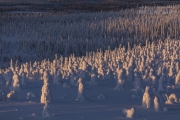 _m4_9055-finlandia-kuusamo _m4_9055-finlandia-kuusamo