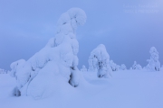 _m4_9397-finlandia-kuusamo _m4_9397-finlandia-kuusamo