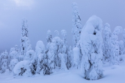 _m4_9429-finlandia-kuusamo _m4_9429-finlandia-kuusamo