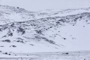 _M4_0668-psy-husky-zaprzeg-Grenlandia