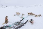 _M4_0850-psy-husky-zaprzeg-Grenlandia