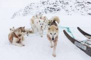 _M4_0888-psy-husky-zaprzeg-Grenlandia