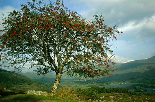 irlandia-rel-2006-62 irlandia-rel-2006-62