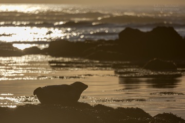 Islandia-2026_6C_7071