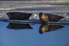 Islandia-zima-wyprawa-foto-_MG_6941