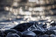 lod-Islandia_MG_2162