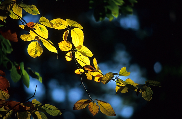 notec-2005-05