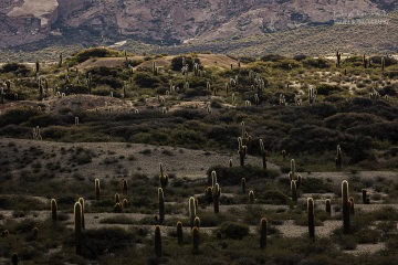 kaktusy-argentyna_6C_4912 kaktusy-argentyna_6C_4912