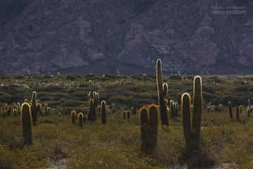 kaktusy-argentyna_6C_4925 kaktusy-argentyna_6C_4925