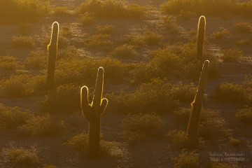 kaktusy-argentyna_6C_5009 kaktusy-argentyna_6C_5009