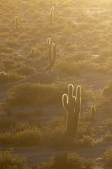 kaktusy-argentyna_6C_5010 kaktusy-argentyna_6C_5010