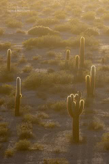 kaktusy-argentyna_6C_5014 kaktusy-argentyna_6C_5014