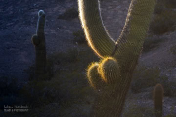 kaktusy-argentyna_6C_5048 kaktusy-argentyna_6C_5048