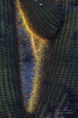 kaktusy-argentyna_6C_5078 kaktusy-argentyna_6C_5078