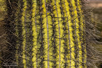 kaktusy-argentyna_6C_5104 kaktusy-argentyna_6C_5104