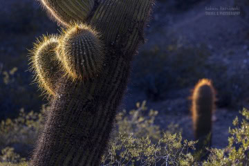 kaktusy-argentyna_6C_5129 kaktusy-argentyna_6C_5129