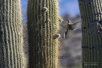 kaktusy-argentyna_6C_5257 kaktusy-argentyna_6C_5257