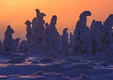 Karkonosze