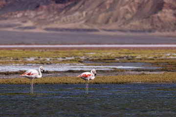 Laguna-Carachi-Pampa-_R5_4445-Enhanced-NR
