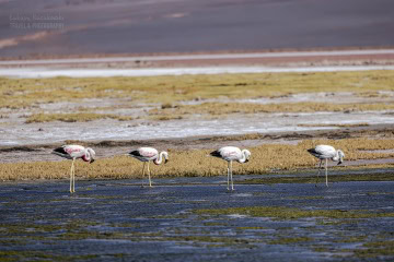 Laguna-Carachi-Pampa-_R5_4548