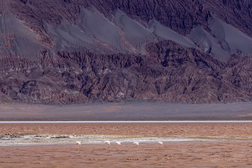 Laguna-Carachi-Pampa-_R5_4705