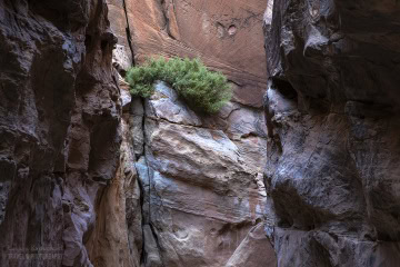 narrows-bear-canyon_6C_7822-Edit