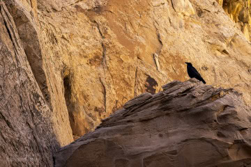 narrows-bear-canyon_R5_6914-Edit narrows-bear-canyon_R5_6914-Edit